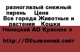 разноглазый снежный парень. › Цена ­ 10 000 - Все города Животные и растения » Кошки   . Ненецкий АО,Красное п.